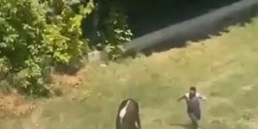 Yalova’da kaçan kurbanlık boğa çocuk parkına girdi