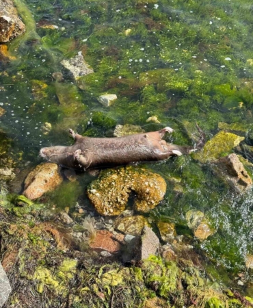 Yalova’da kıyıya ölü su samuru vurdu