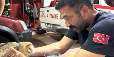 Yalova’da yaralı baykuş apartman dairesine girdi