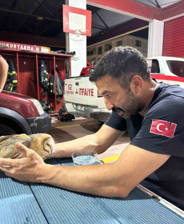 Yalova’da yaralı baykuş apartman dairesine girdi