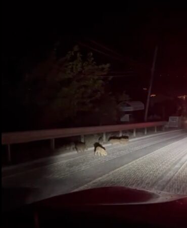 Yalova’da yavru domuzlar kara yoluna indi