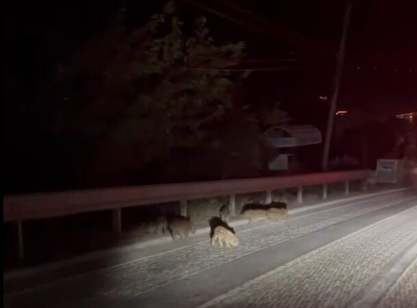 Yalova’da yavru domuzlar kara yoluna indi