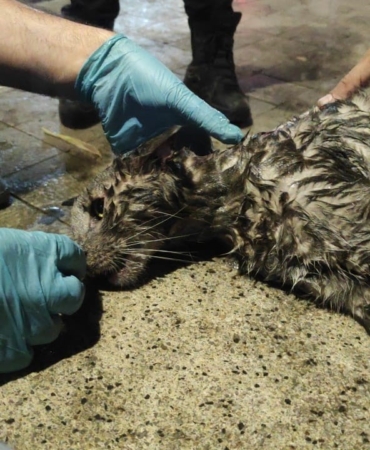 Yangında mahsur kalan kediyi hayatta tutma mücadelesi