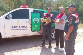 Yaralı kılıç kanat şahine jandarmadan şefkat eli