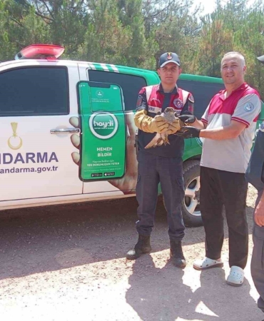 Yaralı kılıç kanat şahine jandarmadan şefkat eli