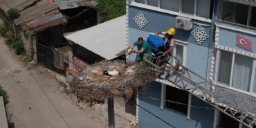 Yaren leyleğin yavrusu tedavisinin ardından ailesine kavuştu