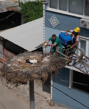 Yaren leyleğin yavrusu tedavisinin ardından ailesine kavuştu