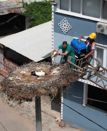 Yaren leyleğin yavrusu yuvasından tekrar alındı