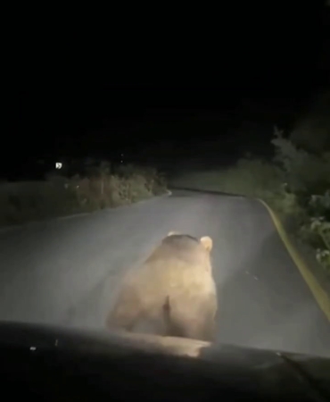 Yavru ayıyı böyle korkuttu: "Vurayım mı?"