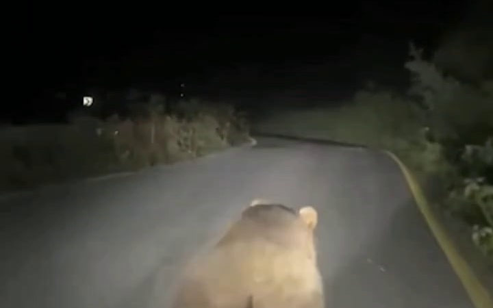 Yavru ayıyı böyle korkuttu: "Vurayım mı?"