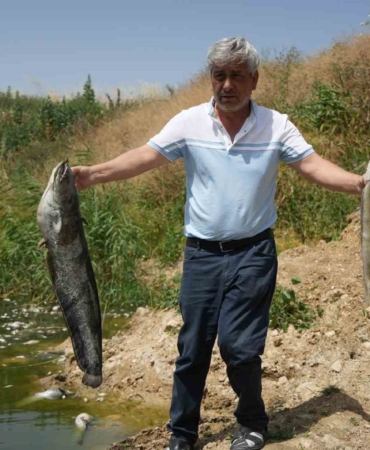 Zehir akan Nilüfer Çayı’nda balık katliamı