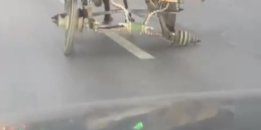 3 tekerli at arabası ile seyahat etti, trafiği tehlikeye attı