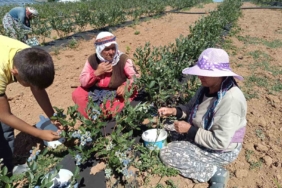 3 yıl önce kurak bir araziye deneme amaçlı ekildi, şimdi köyün geçim kaynağı oldu