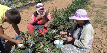 3 yıl önce kurak bir araziye deneme amaçlı ekildi, şimdi köyün geçim kaynağı oldu