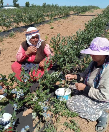 3 yıl önce kurak bir araziye deneme amaçlı ekildi, şimdi köyün geçim kaynağı oldu