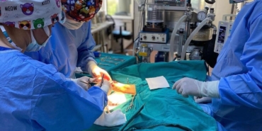 6 ayda 2 bin 170 kedi ve köpek kısırlaştırıldı