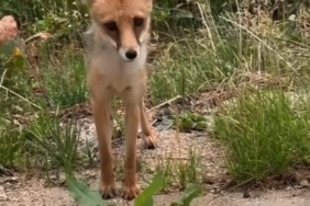 Aç kalan tilkiye ekmek verdiler