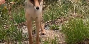 Aç kalan tilkiye ekmek verdiler