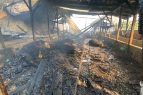 Ahır yangınında 14 hayvan telef oldu, 1 kişi yaralandı