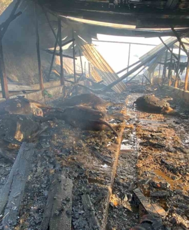 Ahır yangınında 14 hayvan telef oldu, 1 kişi yaralandı