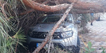 Arabanın üzerine ağaç düşünce kaymakamlık harekete geçti
