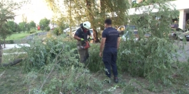 Ataşehir’de araçların üzerine ağaç devrildi