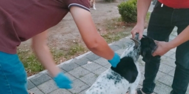 Av köpeklerine kuduz aşısı yapıldı