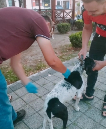 Av köpeklerine kuduz aşısı yapıldı