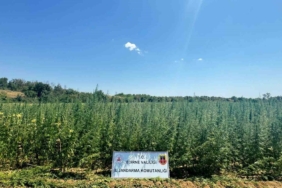 Ayçiçeği tarlasına 2 milyon kök kenevir ekti