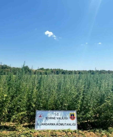 Ayçiçeği tarlasına 2 milyon kök kenevir ekti