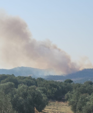 Ayvacık’ta orman yangını