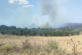 Ayvacık’ta zeytinlik alanda yangın