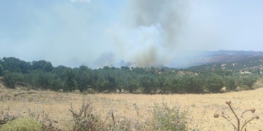 Ayvacık’ta zeytinlik alanda yangın