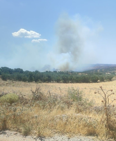 Ayvacık’ta zeytinlik alanda yangın