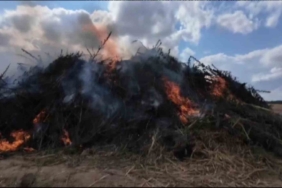 Babaeski’de 2 milyon kök kenevir imha edildi