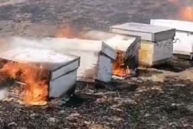 Babaeski’de anız yangını: Arılar telef oldu