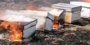 Babaeski’de anız yangını: Arılar telef oldu