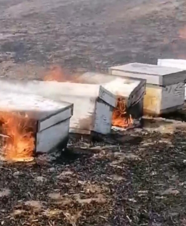 Babaeski’de anız yangını: Arılar telef oldu