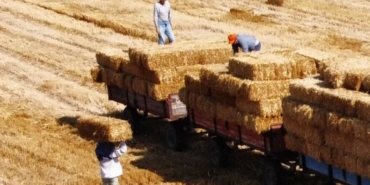 Babaeski’de balya işçilerinin 38 derece sıcaklıkta zorlu mesaisi