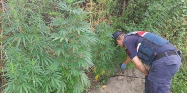 Balıkesir’de 150 kök kenevir ele geçirildi