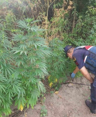 Balıkesir’de 150 kök kenevir ele geçirildi