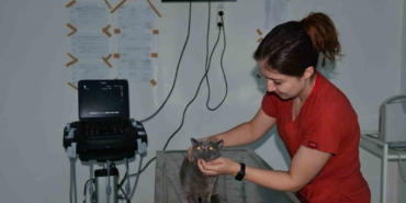 Balıkesir’de bin hasta hayvana yardım eli