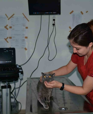 Balıkesir’de bin hasta hayvana yardım eli