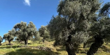 Balıkesir’de zeytinliklerin kesilmediği, taşınarak ekildiği açıklandı