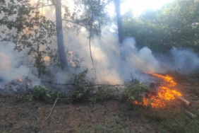 Balıkesir’deki orman yangını kontrol altına alındı