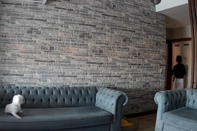 Başakşehir’de ev soyup soğana çevirdiler: Evin köpeği ise hırsızlara gülümsedi