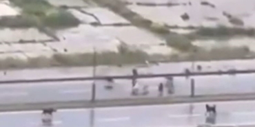 Başakşehir’de sokak köpekleri adama saldırdı