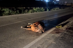 Başıboş ata çarpıp kaçtı, arkasına bile bakmadı