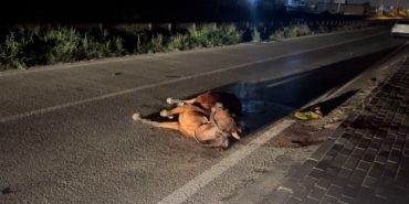 Başıboş ata çarpıp kaçtı, arkasına bile bakmadı