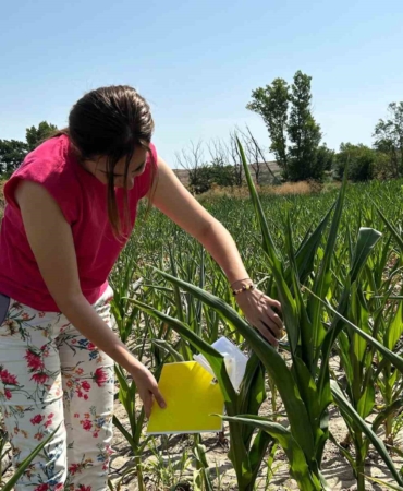 Batı mısır kök kurduna fenomen tuzağı